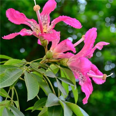 布布家飞车竞速